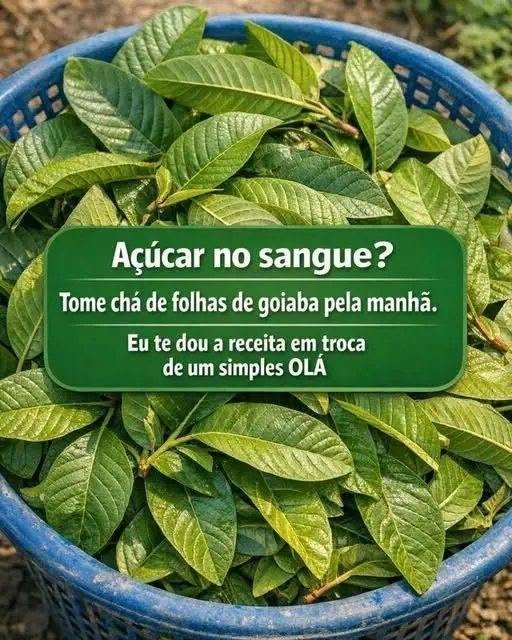 Descubra os Benefícios da Folha de Goiaba