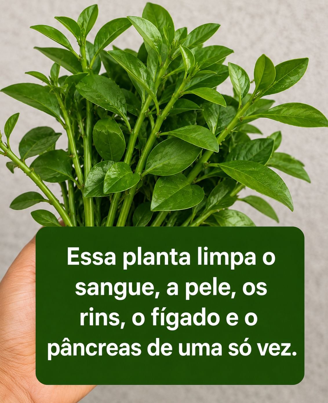 Suco de Ora-Pro-Nóbis